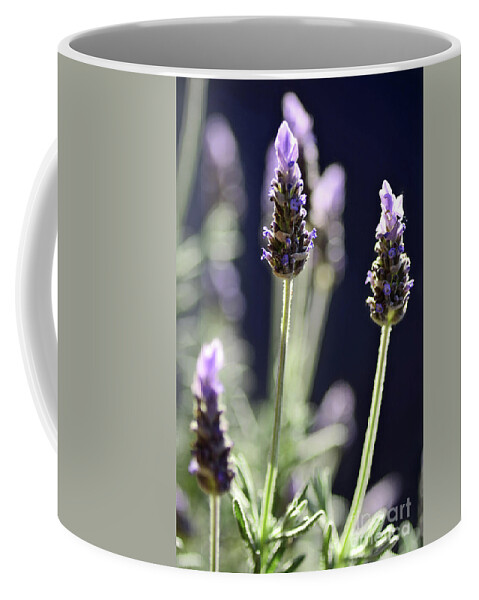 Backlit Lavender Coffee Mug featuring the photograph Backlit Lavender by Kaye Menner by Kaye Menner