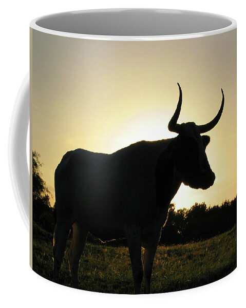 Backlit Coffee Mug featuring the photograph Backlit Longhorn by Ted Keller