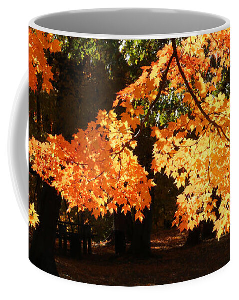 Fall Coffee Mug featuring the photograph Backlit Orange by William Selander