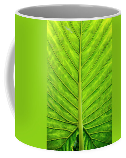 Colocasia Esculenta Coffee Mug featuring the photograph Backlit Taro Leaf by Todd Bannor