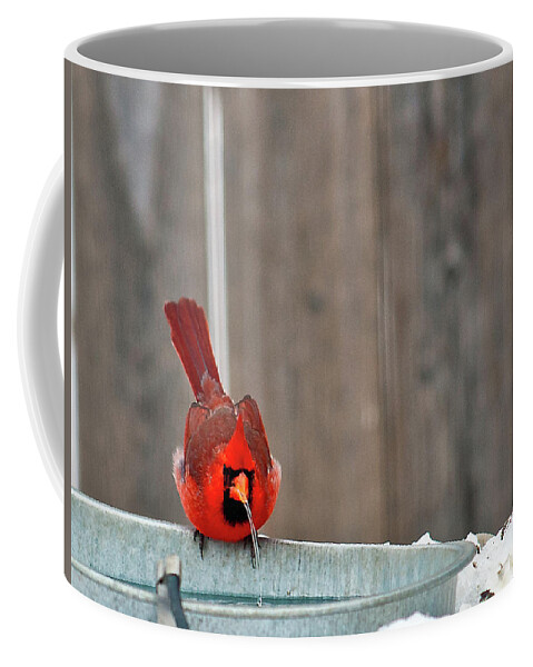 Northern Cardinal Coffee Mug featuring the photograph Bad Water by Ed Peterson