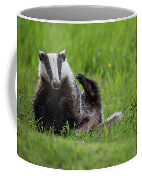 Badger Coffee Mug featuring the photograph Badger scratching his back by Torbjorn Swenelius