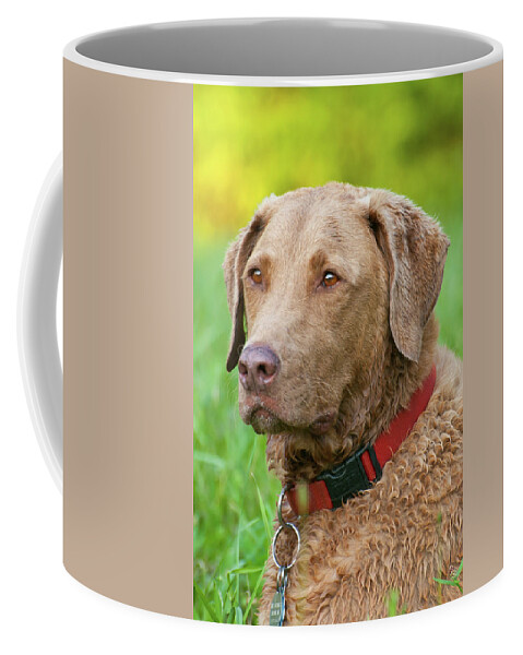 Animals Coffee Mug featuring the photograph Bailee 1149 by Guy Whiteley