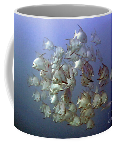 Underwater Coffee Mug featuring the photograph Baitball by Daryl Duda