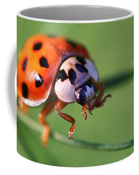 Ladybug Insect Bug Coffee Mug featuring the photograph Balancing Act by William Selander