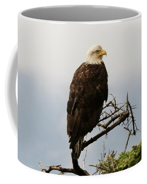 Bald Eagle Coffee Mug featuring the photograph Bald Eagle - 4 by Christy Pooschke