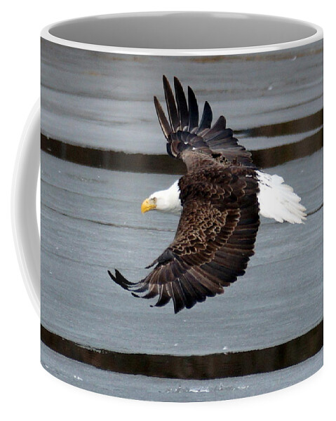 Flight Coffee Mug featuring the photograph Bald Eagle in Flight by Beth Collins