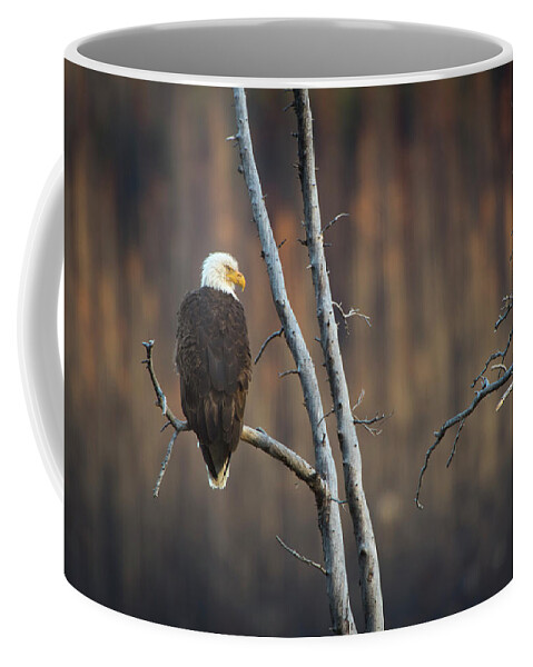 Jasper Coffee Mug featuring the photograph Bald Eagle Profile by Bill Cubitt