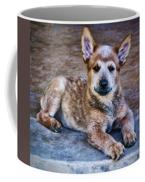 Australian Cattle Dog Coffee Mug featuring the photograph Bandit by Saija Lehtonen