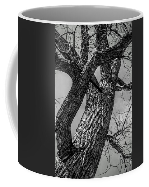 Bark Coffee Mug featuring the photograph Bark Bare by Michael Brungardt