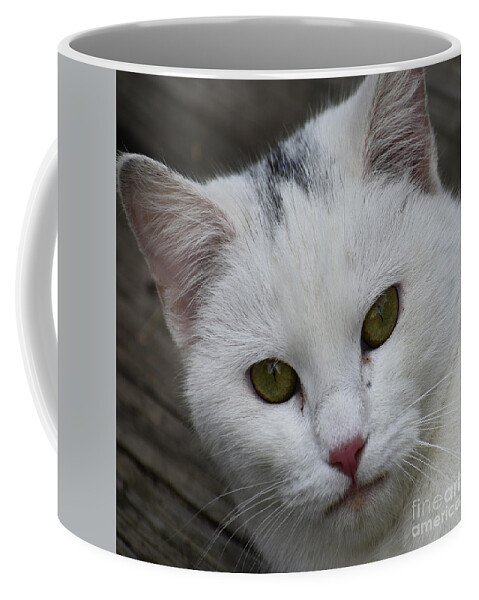 Cats Coffee Mug featuring the photograph Barn Cat by Skip Willits