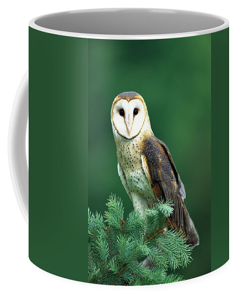 Mp Coffee Mug featuring the photograph Barn Owl Tyto Alba Portrait, Hudson by Tom Vezo
