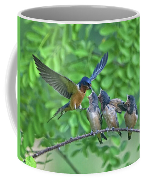 Swallows Coffee Mug featuring the photograph Barn Swallow Feeding by William Jobes