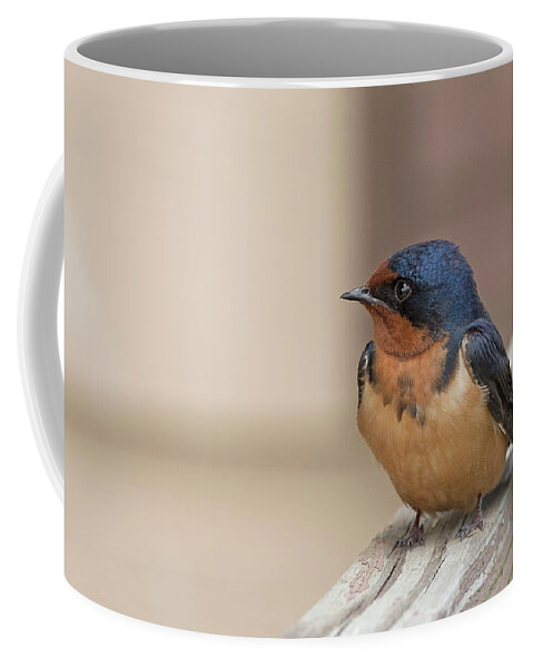 Barn Swallow Coffee Mug featuring the photograph Barn Swallow by Jim Zablotny