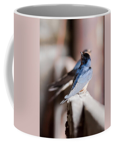 Barn Swallows Coffee Mug featuring the photograph Barn Swallows by Holden The Moment
