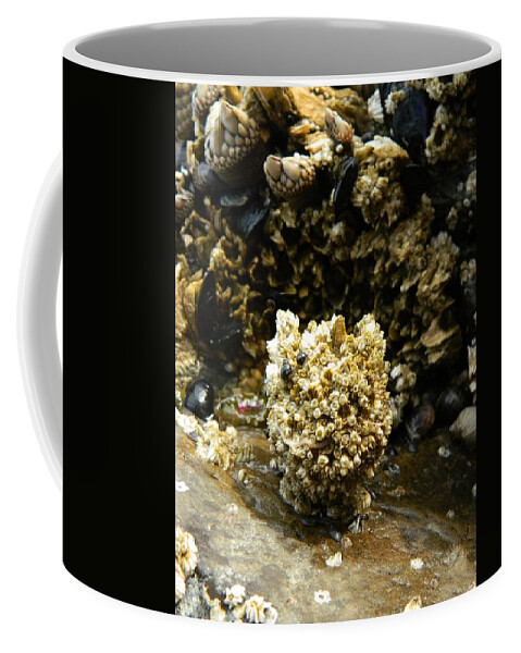 Barnacles Coffee Mug featuring the photograph Barnacle Worm Two by Gallery Of Hope 