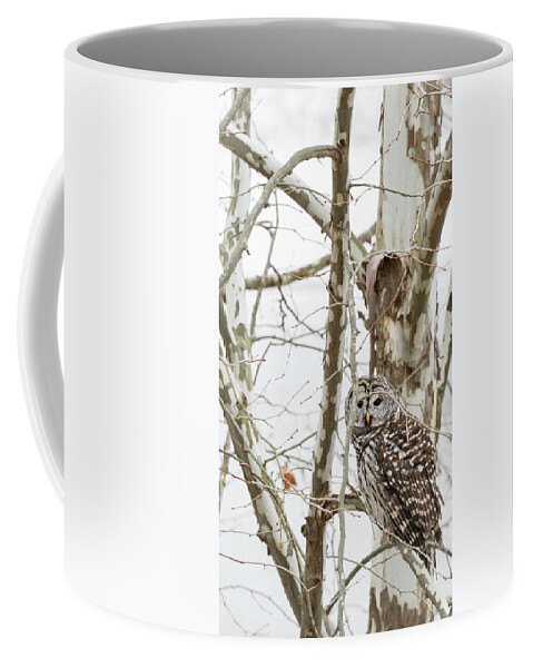 Owl Coffee Mug featuring the photograph Barred Owl by Holly Ross