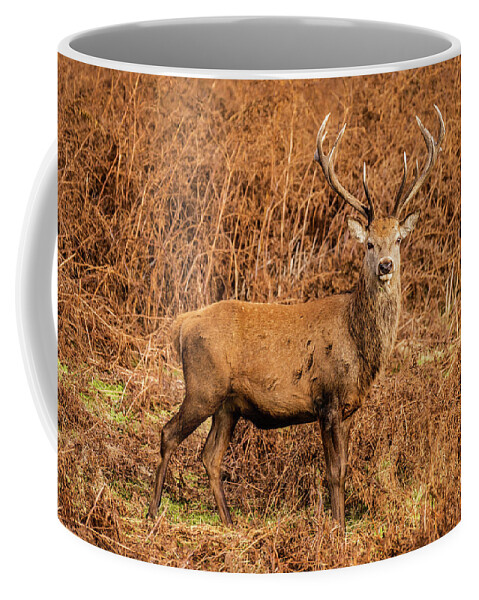 Red Deer Coffee Mug featuring the photograph Battle Scarred Beauty by Nick Bywater