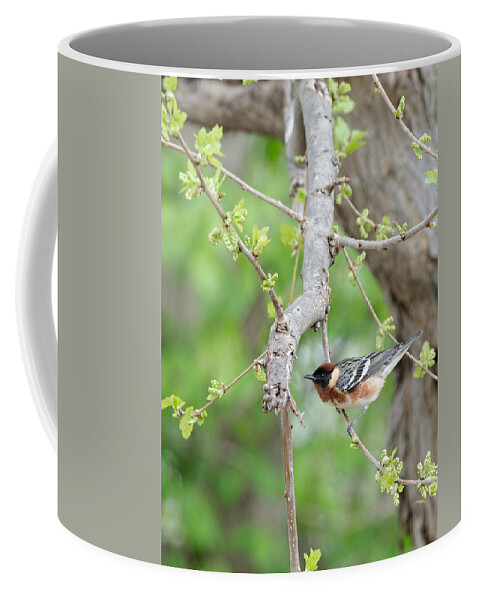 Wood Warbler Coffee Mug featuring the photograph Bay-breasted Warbler by Jim Zablotny