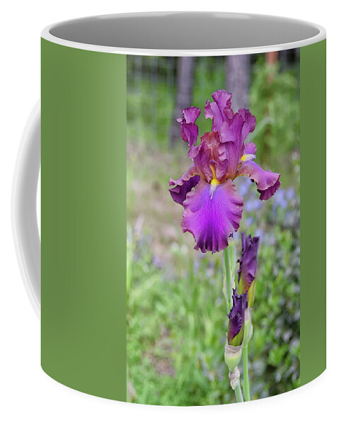 Iris Coffee Mug featuring the photograph Bearded Iris pastel purple by Debra Baldwin