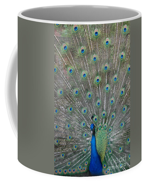 Bird Coffee Mug featuring the photograph Beautiful Feathers by Patty Vicknair