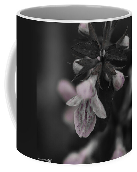 Debra Forand Coffee Mug featuring the photograph Beautiful Houstonia purpurea by Debra Forand
