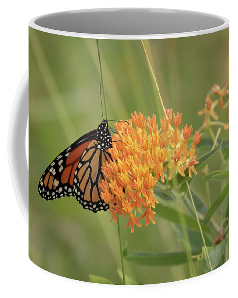 Monarch Butterfly Coffee Mug featuring the photograph Beautiful Monarch by Susan Rissi Tregoning