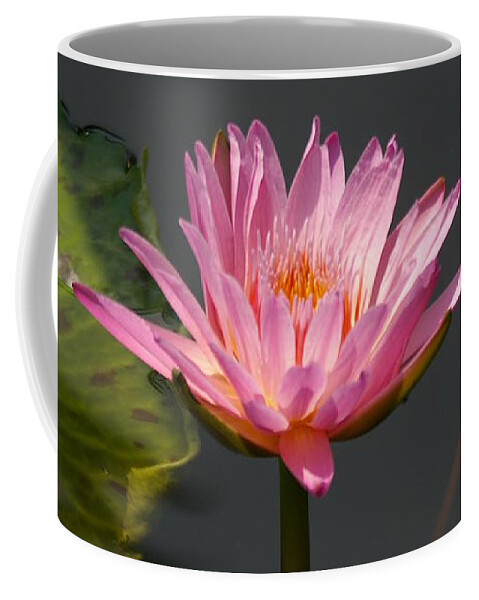 Beautiful Coffee Mug featuring the photograph Beautiful Purple Lotus Waterlily by Jackie Irwin