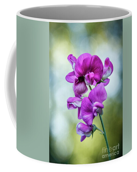 Blossom Coffee Mug featuring the photograph Beautiful Vignetted Sweet Pea by Robert Bales