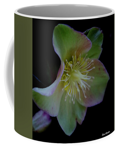 Flower Coffee Mug featuring the photograph Beauty Awakens by Bess Carter