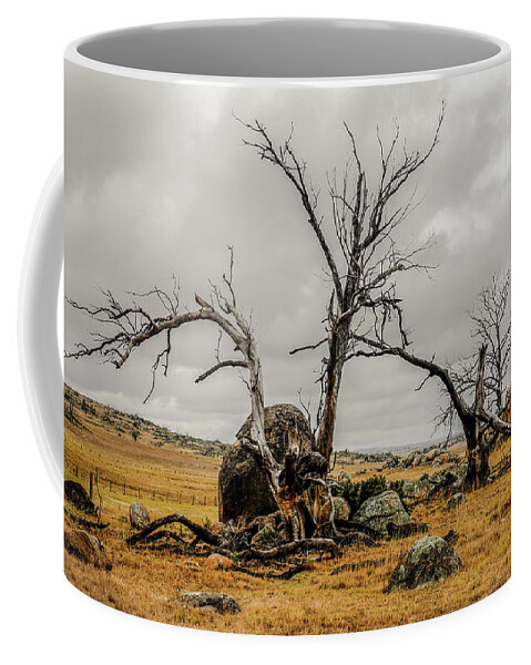 Beautiful And Bold Australian Trees - Series By Lexa Harpell Coffee Mug featuring the photograph Beauty in the Bare by Lexa Harpell