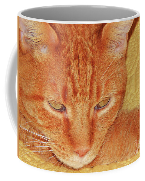 Cat Coffee Mug featuring the photograph Beauty Of A cat by Jan Gelders
