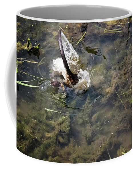 Beaver Escape The Great Beaver Escape 02 Coffee Mug featuring the photograph Beaver Escape the Great Beaver Escape 02 by Cynthia Woods