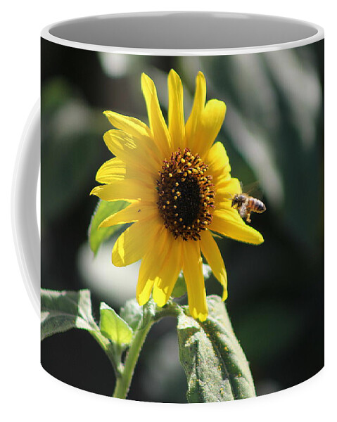 Sunflower Coffee Mug featuring the photograph Bee Flying To Bright Lemon Yellow Wild Sunflower in High California Sun by Colleen Cornelius