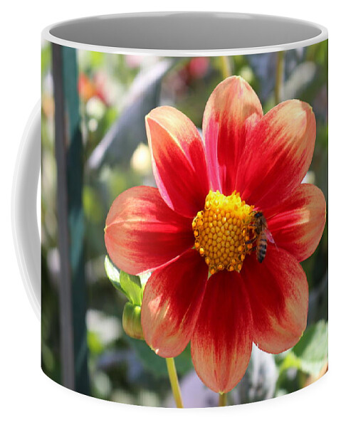 Bee Coffee Mug featuring the photograph Bee on a Flower by Christy Pooschke
