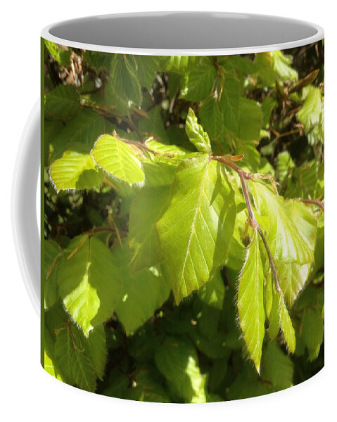 Beech Hedge Coffee Mug featuring the photograph Beech hedge in spring by Wendy Davies