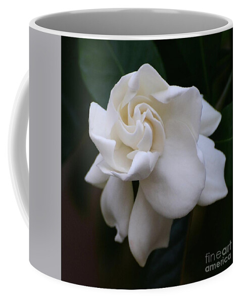 Gardenia Coffee Mug featuring the photograph Behold the Gardenia by Cindy Manero