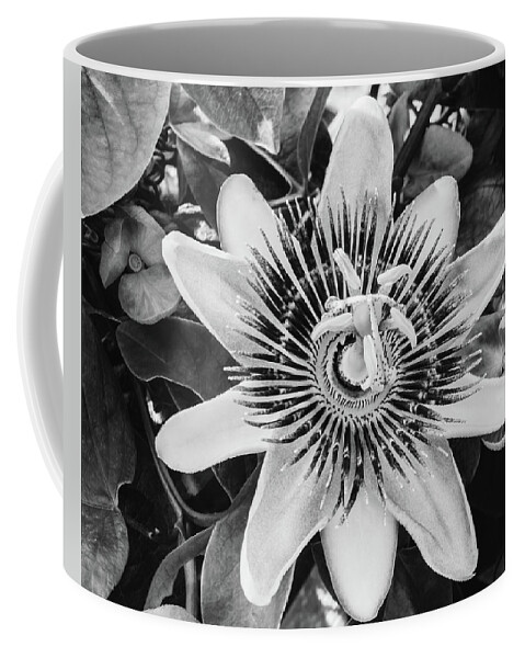 Atlantic Coffee Mug featuring the photograph BW Passiflora Flower of Bermuda by Jeff at JSJ Photography