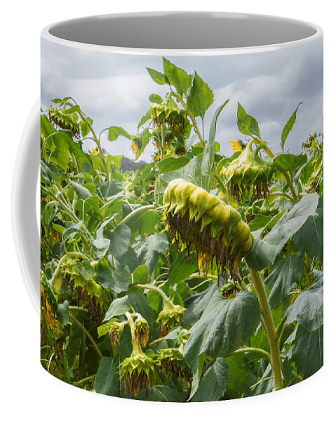Sunflower Coffee Mug featuring the photograph Beyond The Bloom by Arlene Carmel