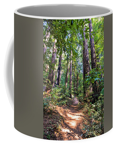 Big Basin Redwood State Park Coffee Mug featuring the photograph Big Basin - 8824 by Baywest Imaging