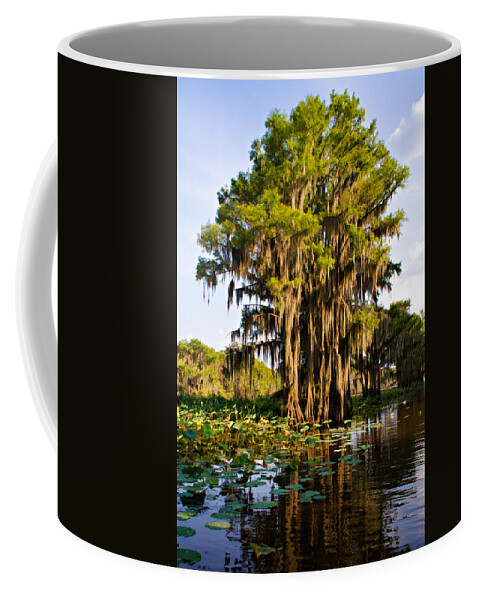 Bayou Coffee Mug featuring the photograph Big Cypress by Lana Trussell