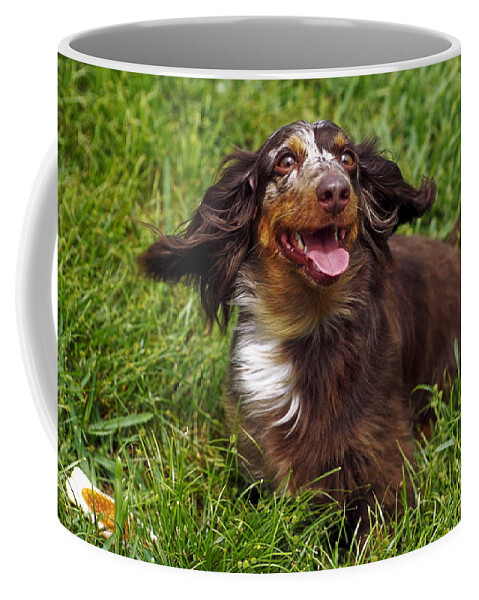 Dacshund Dog Standing Coffee Mug featuring the photograph Big Ears by Sally Weigand