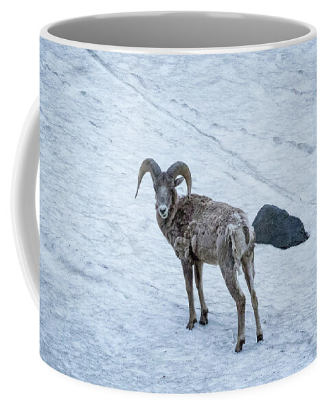 Snow Coffee Mug featuring the photograph Big Horn Sheep by Brandon Bonafede