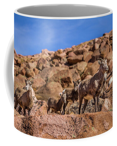 Animal Coffee Mug featuring the photograph Big Horn Sheep by Ron Pate