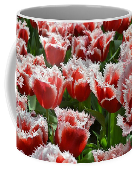 https://render.fineartamerica.com/images/rendered/default/frontright/mug/images/artworkimages/medium/1/big-red-roses-with-green-leaves-and-white-top-edges-artpics.jpg?&targetx=149&targety=0&imagewidth=502&imageheight=333&modelwidth=800&modelheight=333&backgroundcolor=8E0C07&orientation=0&producttype=coffeemug-11