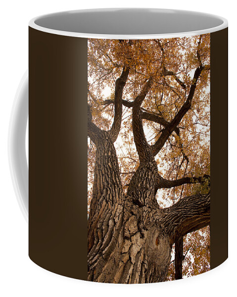 Giant Coffee Mug featuring the photograph Big Tree by James BO Insogna