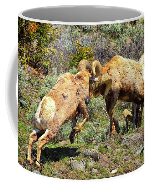 Bighorn Sheep Coffee Mug featuring the photograph Bighorn Contact by Greg Norrell