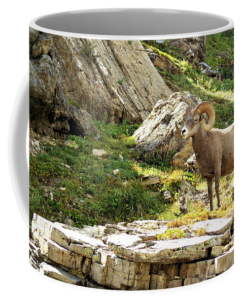 Wildlife Coffee Mug featuring the photograph Bighorn Proud 3 by Marty Koch
