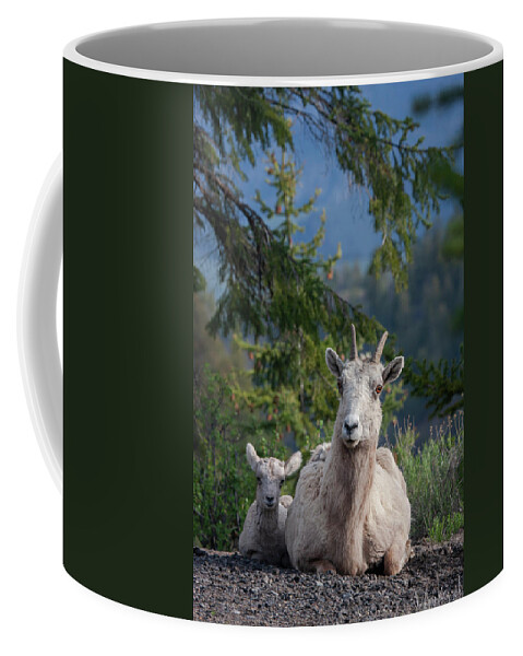 Mark Miller Photos Coffee Mug featuring the photograph Bighorn Sheep Family by Mark Miller