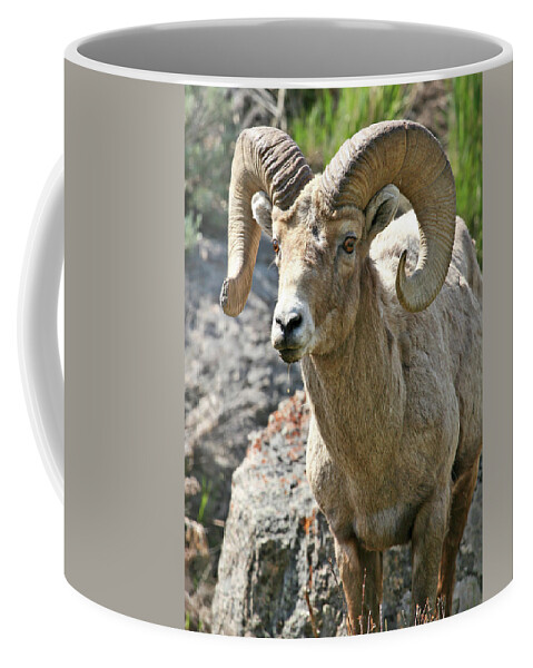 Bighorn Sheep Coffee Mug featuring the photograph Bighorn Sheep by Wesley Aston